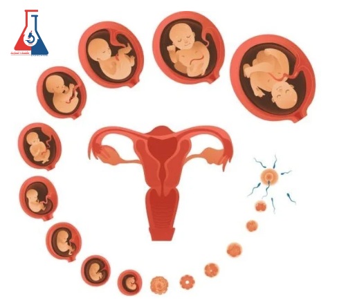 آزمایش بارداری